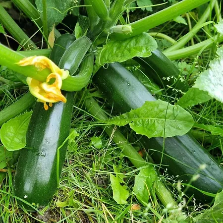 Zakatek Reja * カルトゥジ