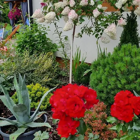 アパート Zakatek Reja カルトゥジ