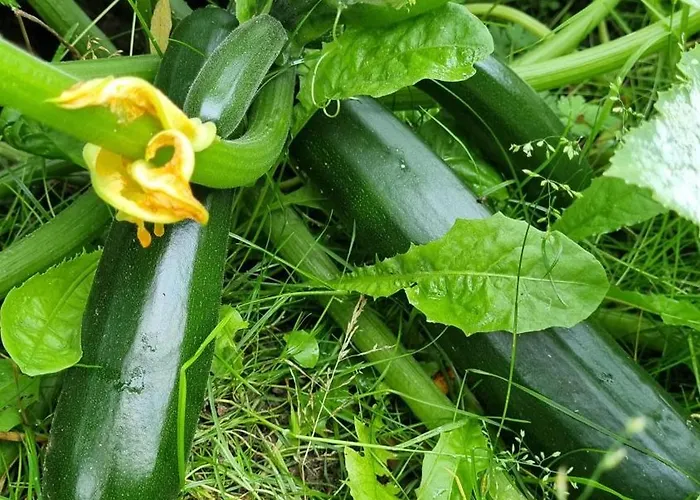 Zakatek Reja * Kartuzy